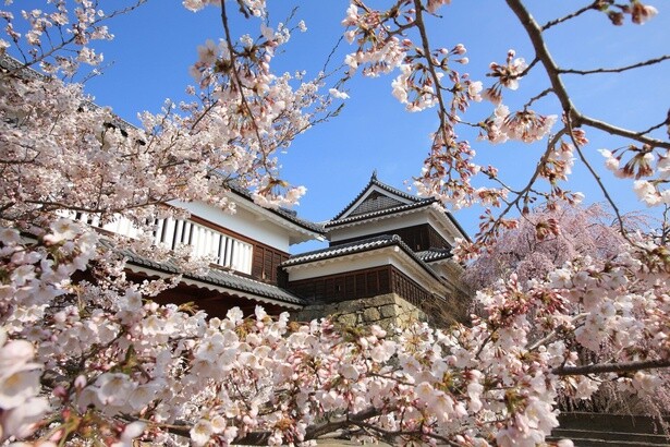 名城を彩る爛漫の桜／上田城跡公園の桜