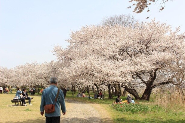 ソメイヨシノの下でシートを広げ花見を楽しむ姿も／鳥屋野潟(鳥屋野潟公園女池・鐘木地区)の桜