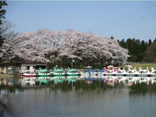 「富山さくらの名所70選」にも指定されている、圧巻の美しさ／太閤山ランドの桜