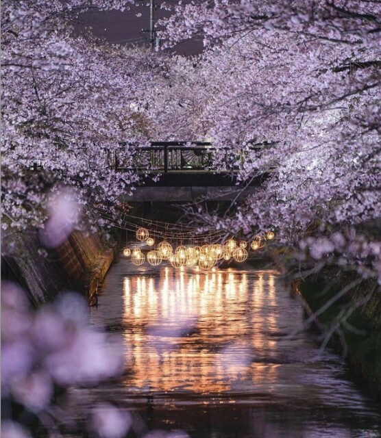 川沿いに桜が並び、圧巻の景色となる／岸渡川堤の桜