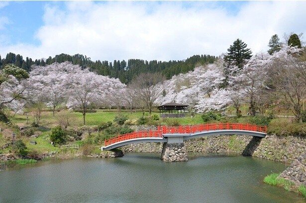 園謝橋の背景に広がる満開の桜は一見の価値あり／城山公園の桜(富山県)