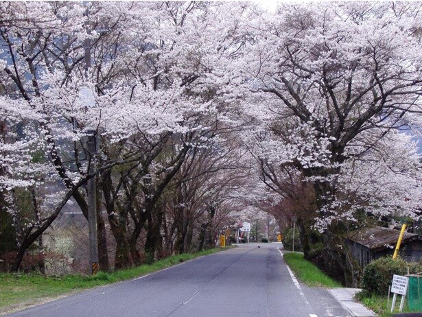 桜吹雪の中を車で駆け抜けよう／奥矢作湖畔桜並木