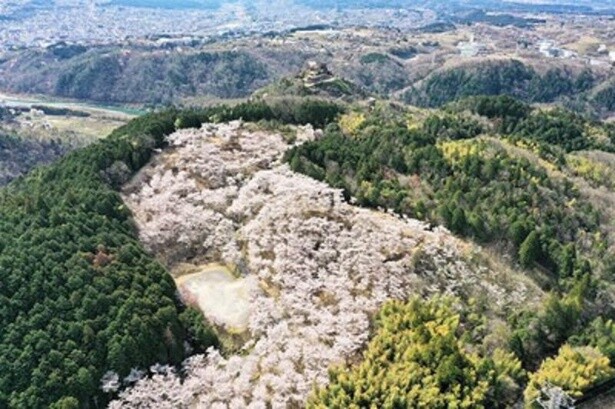 その名にふさわしく園内各所が淡い桃色に染まる／苗木さくら公園の桜