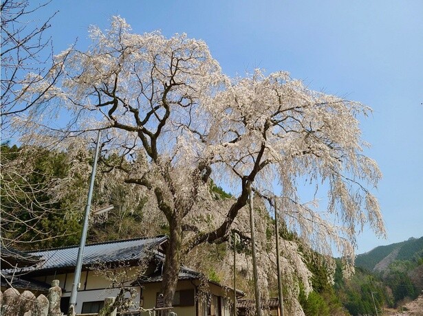 枝の表面には地衣類がうっすらと着生し、老木であることを物語っている／大安寺のしだれ桜