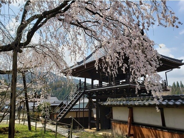趣あるしだれ桜を眺めることができる／瑞龍寺のしだれ桜