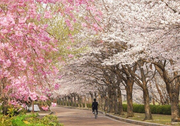 桜色のグラデーションが魅力／七谷川・和らぎの道の桜