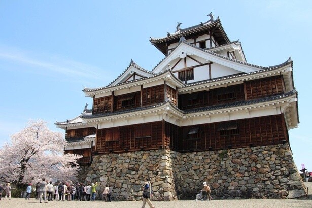 見事な石垣と桜が生み出す美しい風景／福知山城の桜