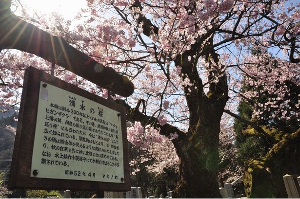 「見返りの桜」の異名をもつ県の自然記念物指定の桜／清水(しょうず)の桜