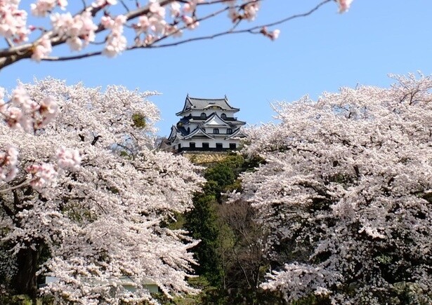 約1100本の桜が彦根城を取り囲むように咲く／国宝・彦根城の桜