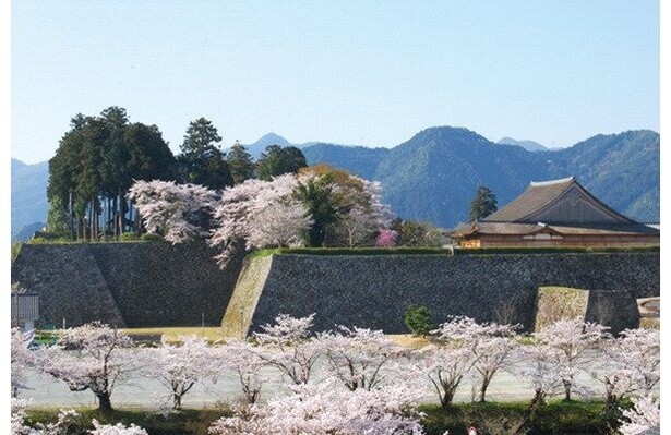 石垣と桜の見事なコントラスト／篠山城跡・王地山公園の桜