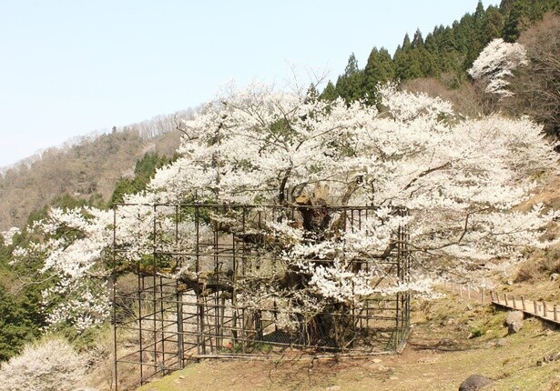 「仙桜」の咲き誇る様子は必見／樽見の大桜