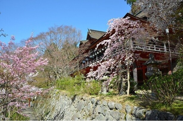 境内を散策しつつお花見ができる／談山神社の桜