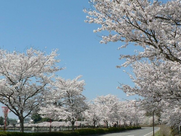 美しい桜の道を通ることができる／上野公園の桜(広島県)