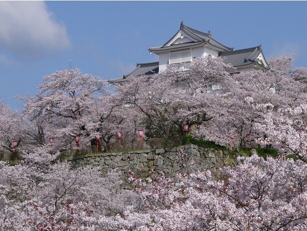津山城と豪華な桜が一望できる／津山城(鶴山公園)の桜