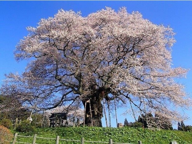 青空を背景に薄桃色の花びらを咲かせる／醍醐桜