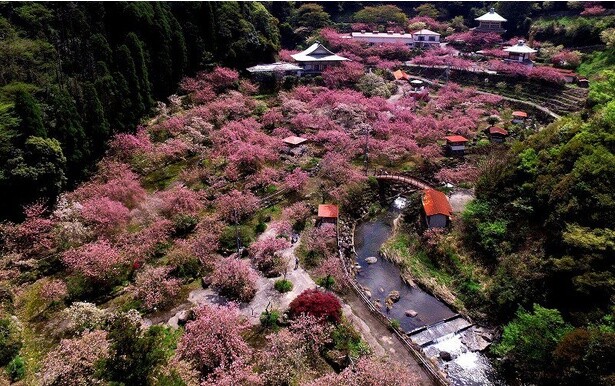 雲海のように広がる一心寺の八重桜の群れ／不動尊一心寺の桜