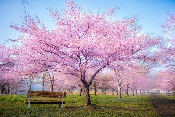 しだれ桜は西日本一の規模を誇る／長湯温泉 しだれ桜の里の桜