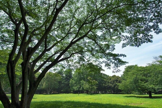 都立  砧公園／東京都世田谷区