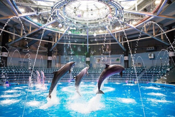 ジャンプや水中ダンスなど、イルカたちのダイナミックなパフォーマンスに目が離せない！