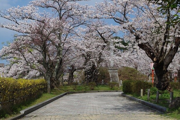 咲き誇る桜の木々／鶴岡公園の桜