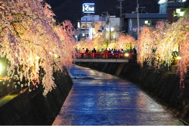 ライトアップされたしだれ桜／倉津川しだれ桜