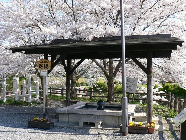上山城と周辺のさくら／上山城･月岡公園の桜