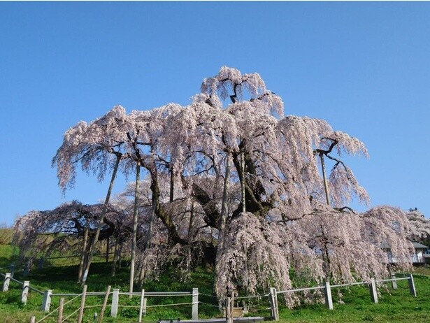 四方に伸びた枝から垂れる花が滝の流れの様に見えるためこの名がついたともいわれている／三春滝桜