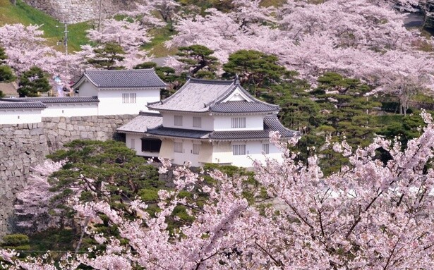 桜とその隙間からのぞく霞ヶ城の対比が見もの／霞ヶ城公園の桜