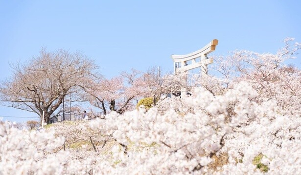 かつて松尾芭蕉が訪れたという名所／日和山公園の桜(宮城県)