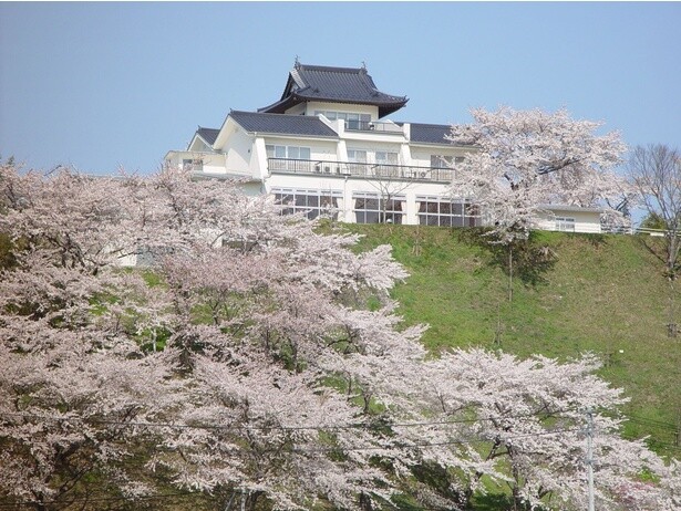 建物のそばにも離れたところにも桜が咲き、さまざまな場所から楽しみやすい／大衡城跡公園の桜