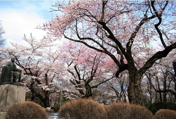 ソメイヨシノ、しだれ桜、エドヒガンなど桜の種類も多い／水沢公園の桜