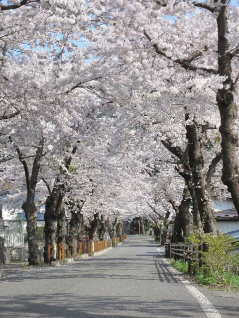 桜のトンネル／唐丹町本郷の桜