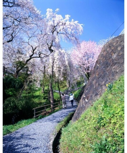 約400本の桜が咲く／釣山公園の桜
