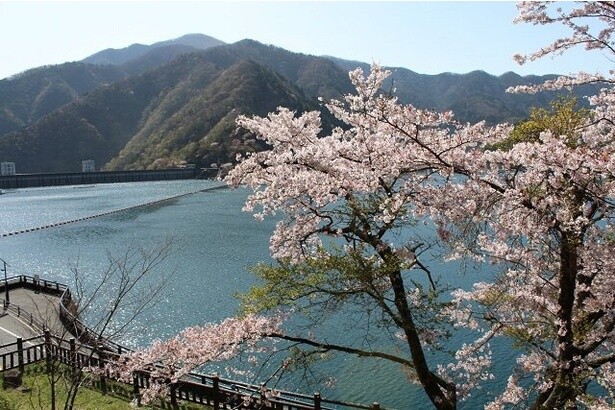 豊富な水をたたえる奥多摩湖とピンクの花が作る景観／奥多摩湖の桜