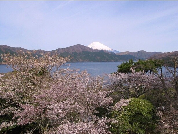 富士山を眺望しながら花見を楽しめる／恩賜箱根公園の桜