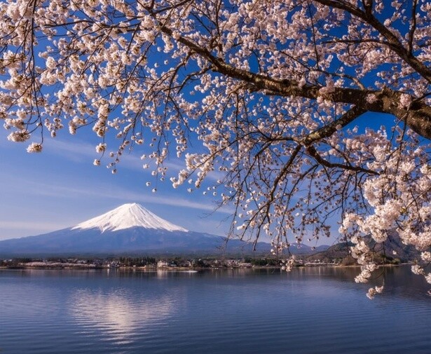 名峰富士を桜とあわせて眺められる／河口湖畔(北岸)の桜