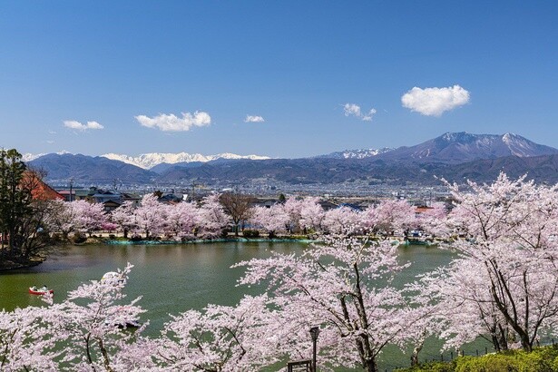 水面に写る鮮やかな桜／臥竜公園の桜