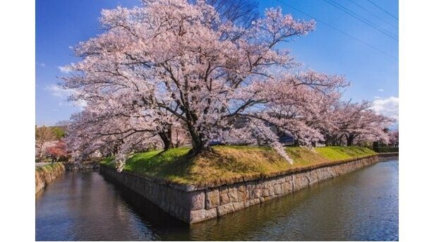五稜郭をピンク色に彩る満開の桜／龍岡城五稜郭の桜