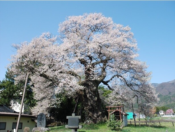 堂々とそびえ立つ、桜の大樹／中曽根のエドヒガン