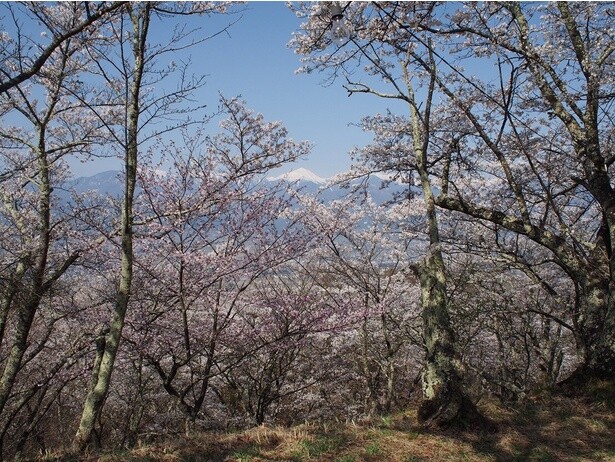 桜と常念岳(光城山山頂付近)／光城山の桜