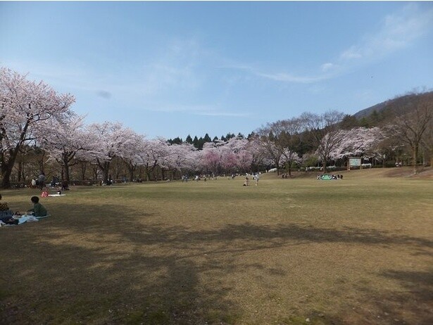 約130品種900本の桜は見ごたえがあり、花の色や形もさまざまで長い間楽しめる／石川県農林総合研究センター林業試験場樹木公園の桜