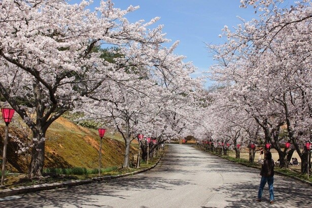 入り口から満開の桜がお出迎え／能登町柳田植物公園の桜