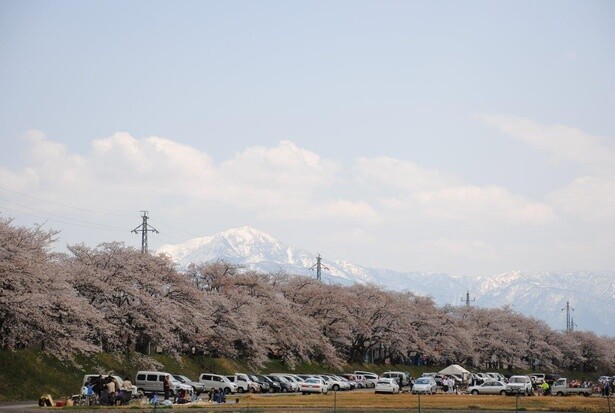 雪が残る奥越前の山々との組み合わせが美しい／勝山弁天桜(九頭竜河畔の桜)