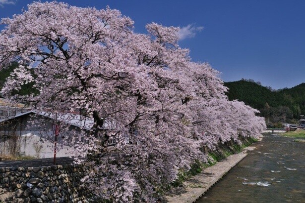 桜並木をのんびり散策することができる／美甘宿場桜