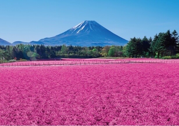 2025年4月12日から5月25日(日)まで関東最大級となる約50万株の芝桜の祭典「富士芝桜まつり」を開催