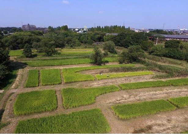 新しい村がある山崎地区はかつてホッツケ田で盛んに米作りが行われていた。今は新しい村が再生されたホッツケ田を管理、保存している