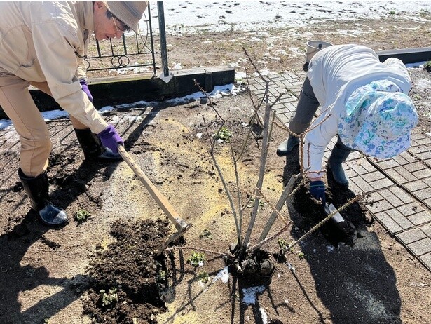 ハーブ農園の土にも米の精を混ぜ込む