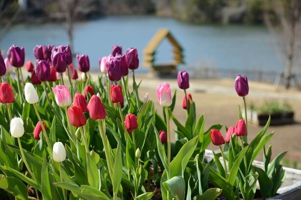 四季折々の花々を愛でながら、のんびり湖畔散策もおすすめ