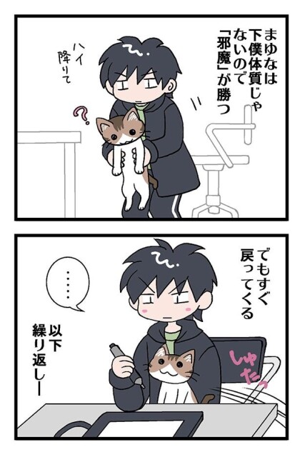 『初猫物語』正統派猫あるある 2