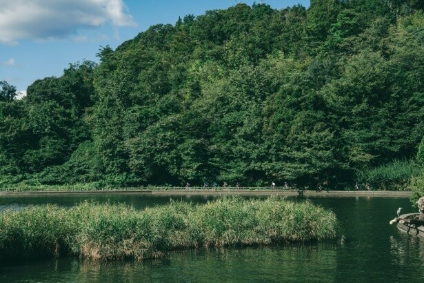 木々の緑と湖面の輝きに包まれながら、五湖をめぐる「ゴコイチサイクリング」